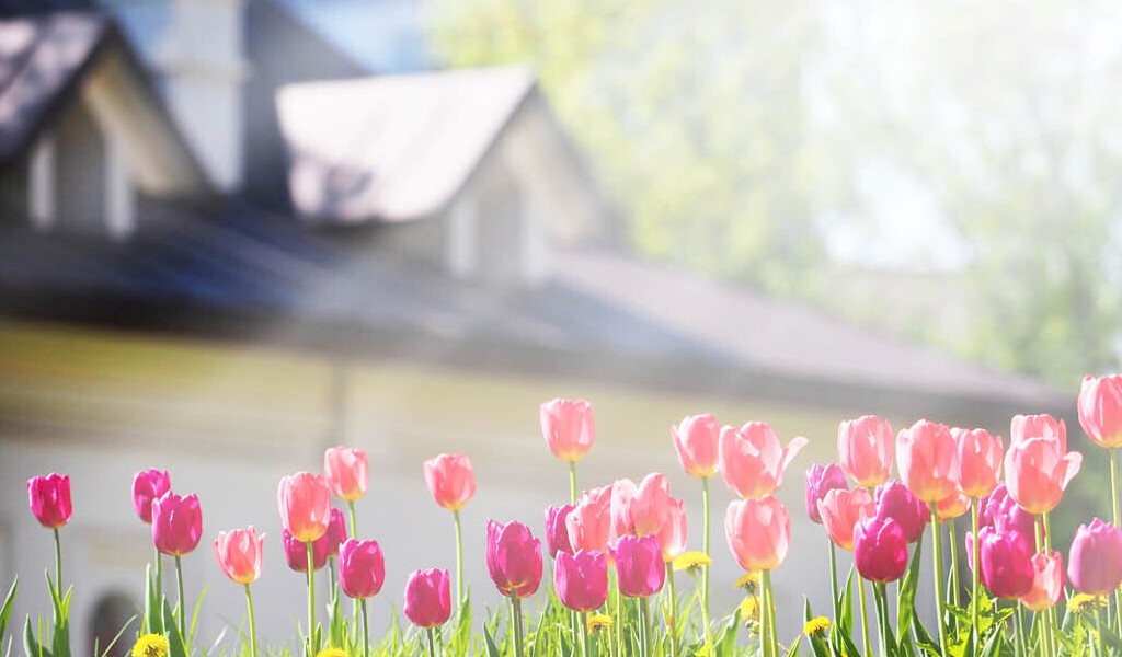 tulip garden