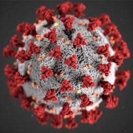 virus cell