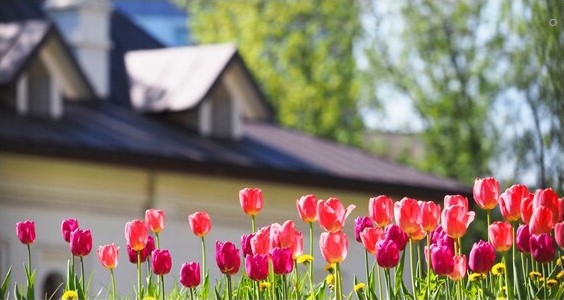 tulip garden